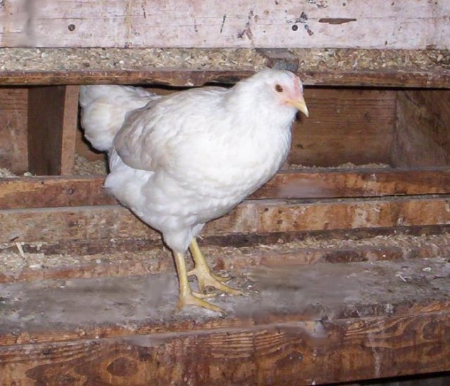 Jodies Farm
