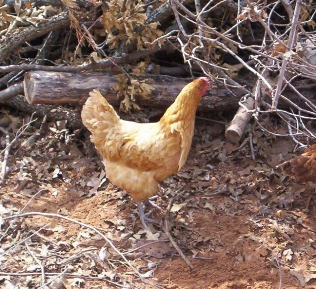 Jodies Farm