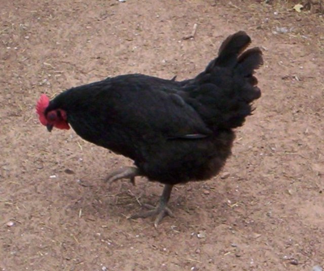 Jodies Farm