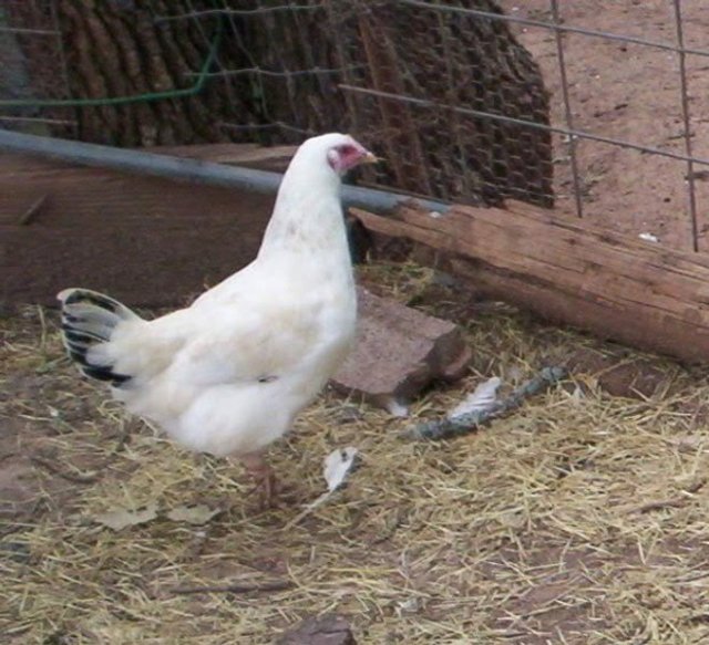 Jodies Farm