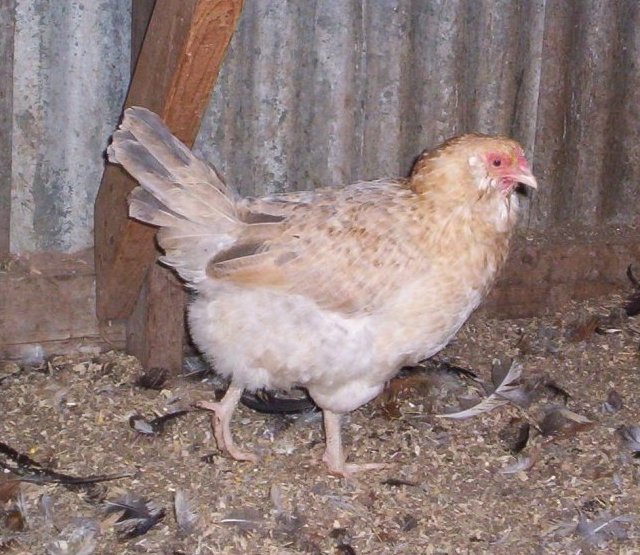 Jodies Farm