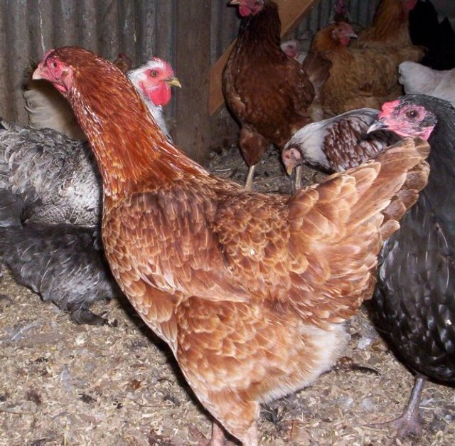 Jodies Farm