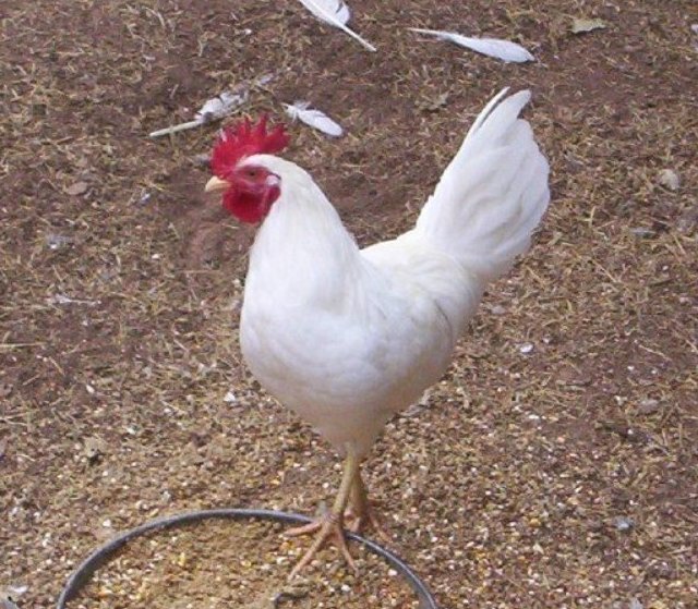 Jodies Farm