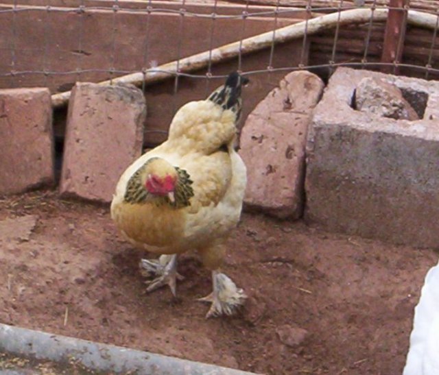 Jodies Farm