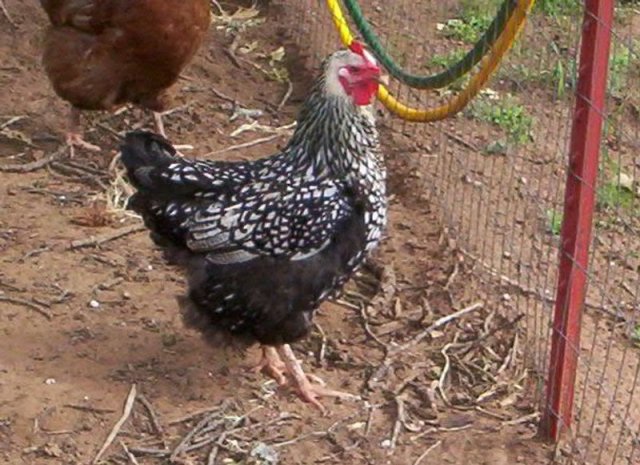 Jodies Farm