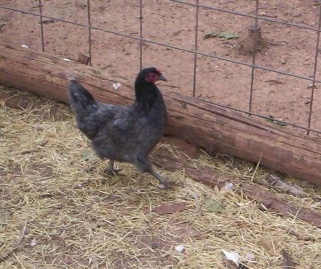 Jodies Farm