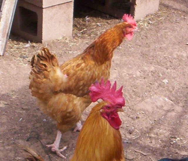 Jodies Farm