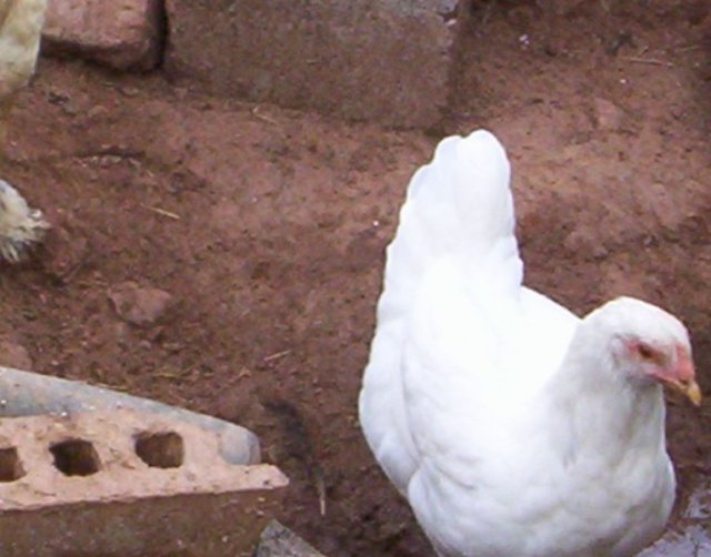 Jodies Farm