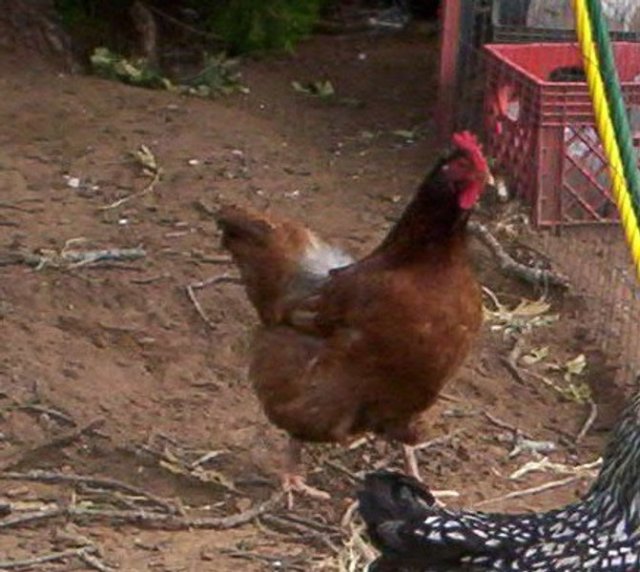 Jodies Farm