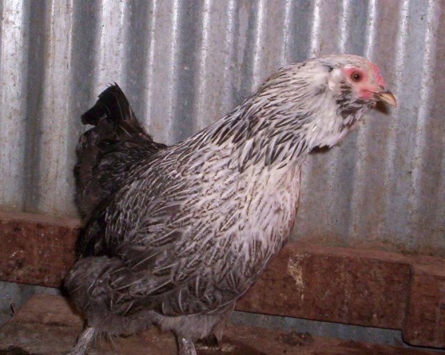 Jodies Farm