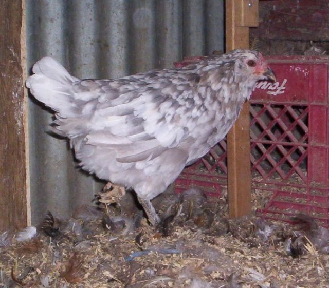 Jodies Farm