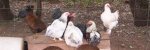 Chickens