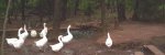 Geese