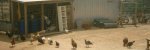 The Chicken House